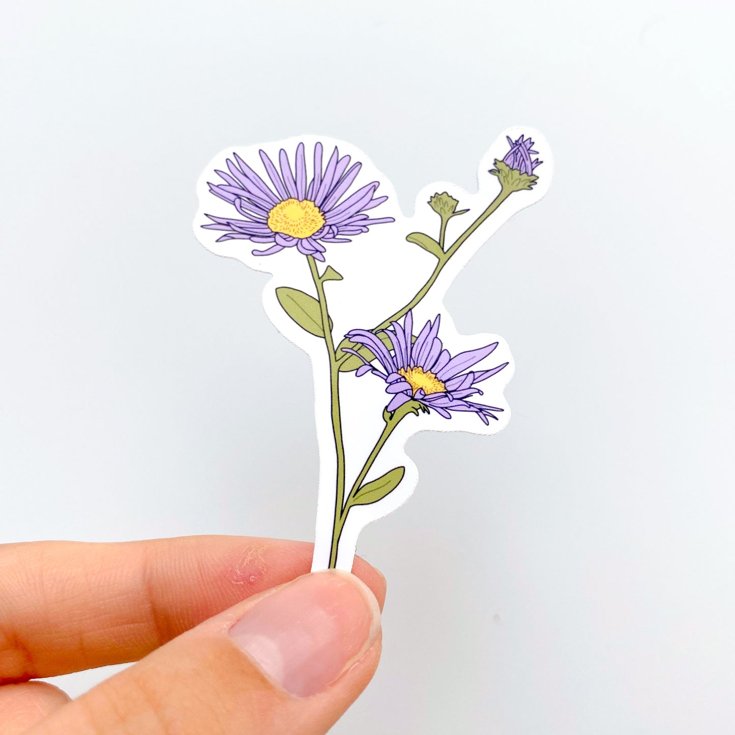 September Aster Birth Month Flower Sticker